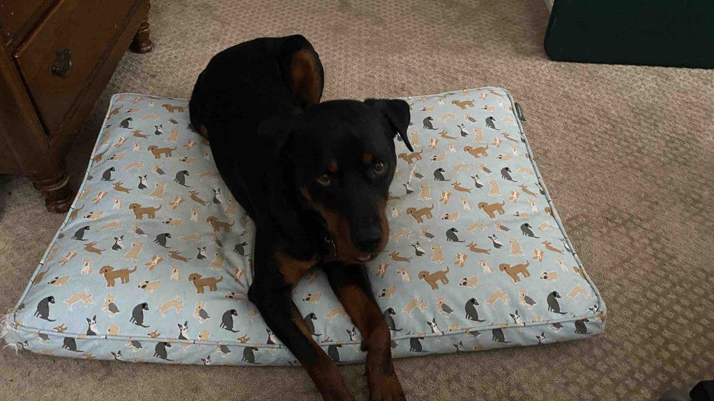 covid 19 dog cuddling coronavirus